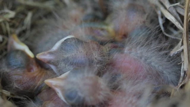 Baby Robin hatch-lings close up sleeping in a straw nest. Featherless newborn chicks cuddling next to each other with big eyes and small yellow beaks. Young birds at home. 