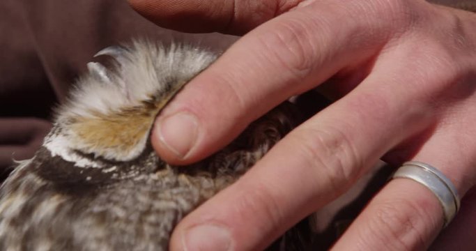 Scientist show close up of long-eared owl ear hold behind eye
