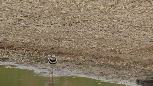Killdeer feeds at shoreline