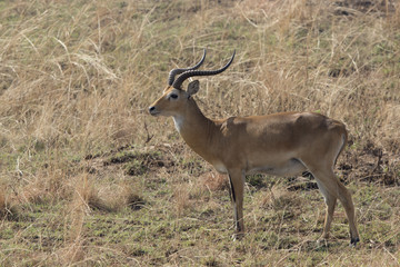male WATERBUCK which stands amid the dry grass in the savanna in the dry season