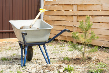 A wheelbarrow with earth and a shovel stands at the newly planted spruce.