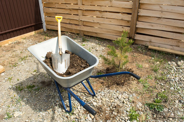 A wheelbarrow with earth and a shovel stands at the newly planted spruce.