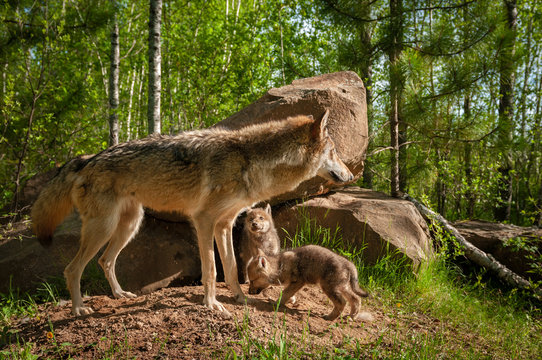Fototapeta Grey Wolf (Canis lupus) Stands in Front of Den With Pups