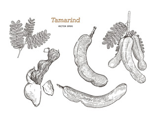 tamarind hand draw sketch vector.