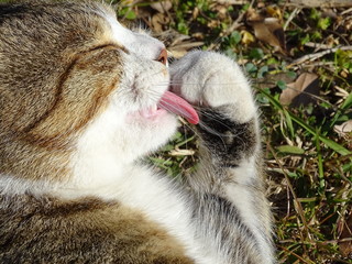 猫