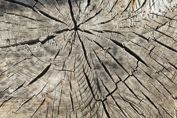 Tronco di legno - particolare