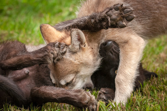 Grey Wolf (Canis lupus) Puppy Pile
