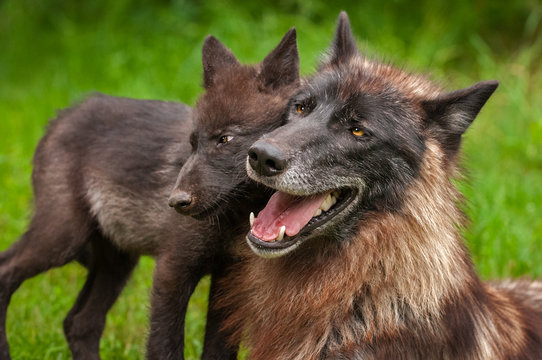 Black Phase Grey Wolf (Canis lupus) and Pup Head to Head