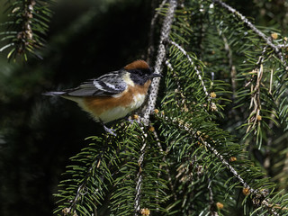 Chestnut-sided Warbler in Spring
