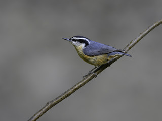 Red-breasted Nuthatch in Spring