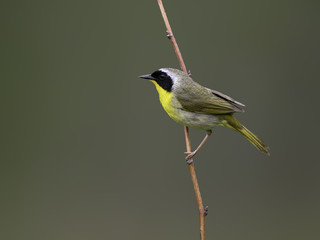 Common Yellowthroat  Warbler in Spring