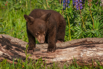Obraz na płótnie Canvas Black Bear Cub (Ursus americanus) Stands Over Log