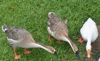 three Indian ducks playing in garden
