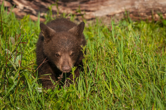 Black Bear Cub (Ursus americanus) Walks Forward Through Grass