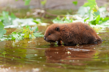North American Beaver (Castor canadensis) Wading Reflected