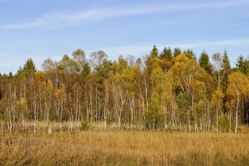 Moor, Moorlandschaft mit Birken vor Fichten im Herbst vor blauem Himmel