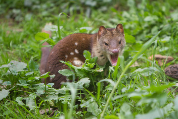 Quoll Looking Aggressive