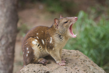 Quoll with Mouth Open