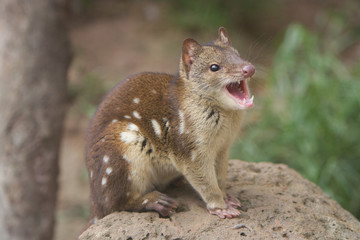 Tiger Quoll