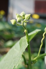 Luffa aegyptiaca flower in nature garden