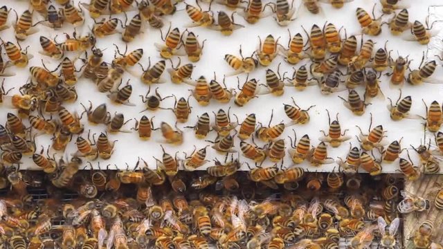 Honey bees displaying the mysterious "Washboarding Dance" behavior on the outside of a hive.
