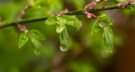Rain on leaf
