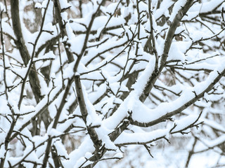 snowy tree; closeup