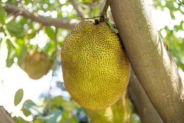 Jackfruit in thailand