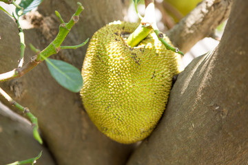 Jackfruit in thailand