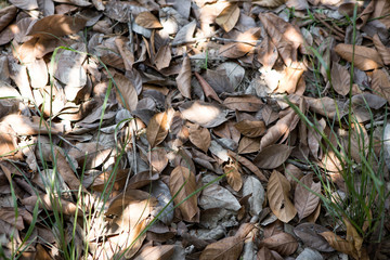 Leaves on the ground