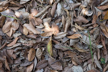 Leaves on the ground