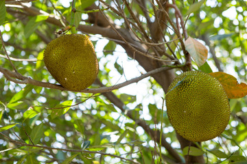 Jackfruit in thailand