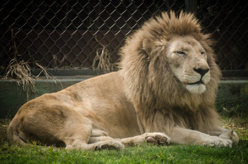 Lazy lion resting in a zoo