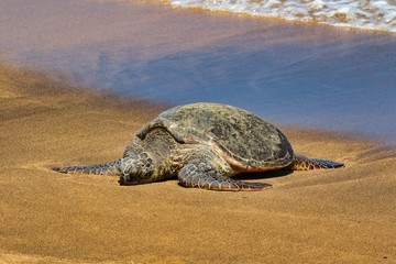 Giant green sea turtle basking in the sun on a beach on Maui.