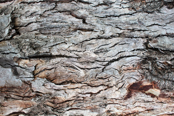 old wood texture