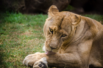 Close up of a lioness cleaning itself