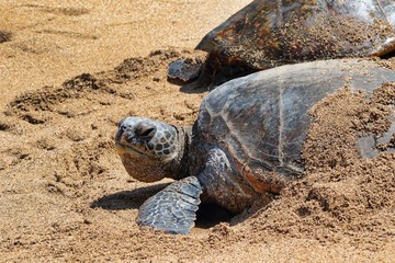Giant green sea turtle staying cool in the sand on Maui.