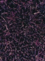 The purple heart plant background.