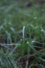 the grass in the dew