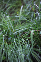 the grass in the dew