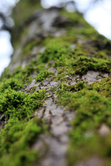 tree with moss