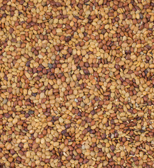 Red Lentil Seeds