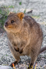 Quokka
