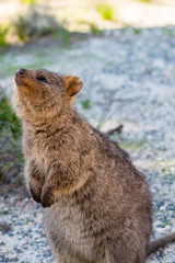 Quokka