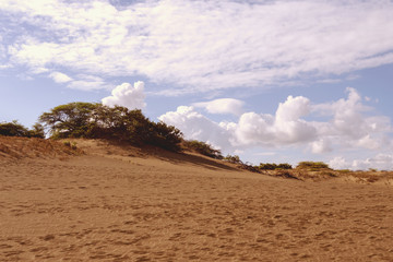 Fototapeta na wymiar Desert, sand dune, sand texture