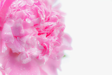 Beautiful pink Peonie flower on white wooden background, copy space, top view