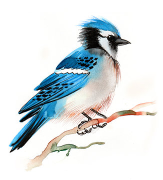 Blue Jay Watercolor Painting