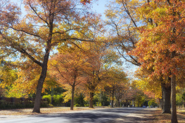 Autumn trees in Mount Macedon