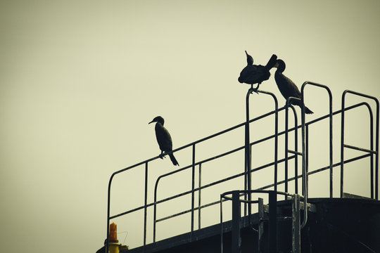 Cormorani al porto di tokyo