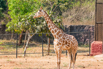 A close up view of  giraffe  standing at zoo in sunny day looking awesome. 